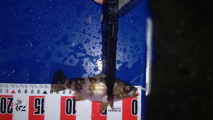 メバリング&アジング